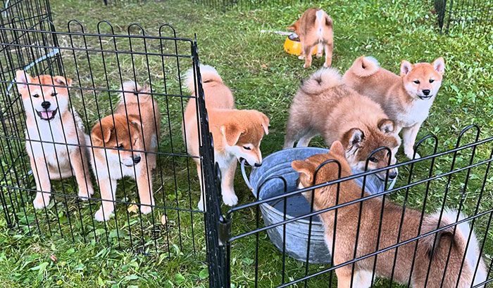 Shiba štěňata k odběru hledají svoje skvělé páníčky